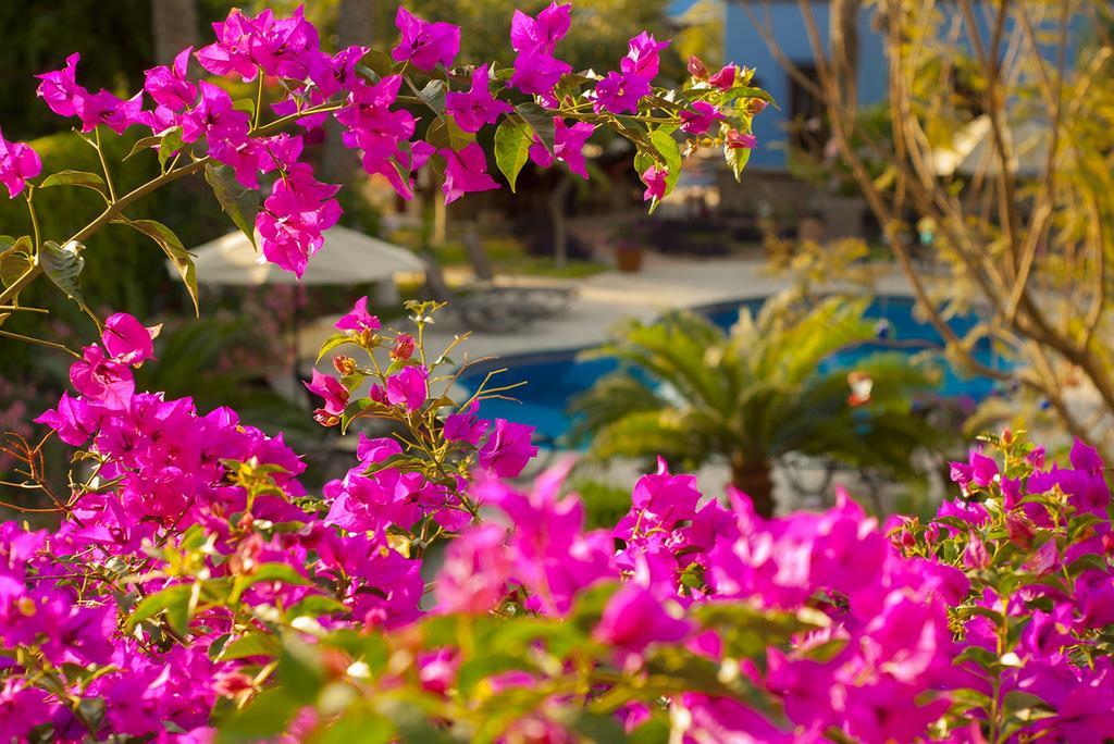 El Encanto Inn & Suites San José del Cabo Exterior photo